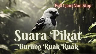 SUARA PIKAT BURUNG RUAK RUAK, PAGI SIANG SORE MALAM !!! SANGAT AMPUH, BUKTIKAN SENDIRI !