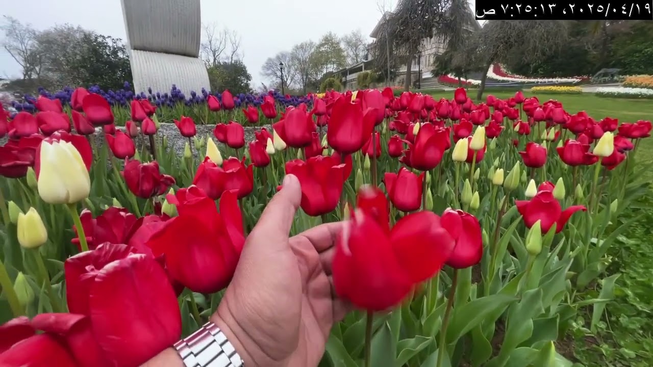حديقة أمير جان اسطنبول تركيا شهر ابريل موسم زهور التوليب