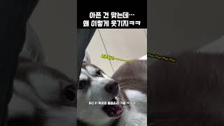 아픈 건 맞는데 왜 웃기냐ㅋㅋ 허스키 클라스