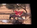 Bow Hunting Africa - 55 BOW KILLS IN 5 MINUTES