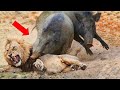 Detik2 Babi Hutan Melawan Balik Singa! Babi Hutan Ini Melakukan Hal Yang Tidak Terduga Kepada Singa