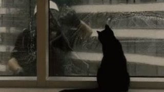 Кошки помогают мыть окна мойщикам окон