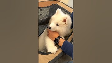 はじめての病院が怖くてパパに抱きつくもふもふ犬 #サモエドスマイル #サモエド子犬 #犬のいる暮らし #犬好き #犬との暮らし #もふもふ #もふもふ犬 #大型犬 #大型犬仔犬 #大型犬のいる暮らし