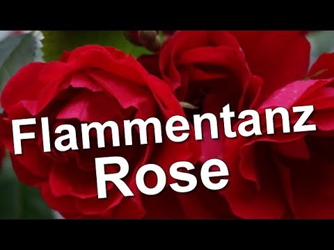 Video: Climbing Rose Flamentanz: ưu điểm, tính năng trồng trọt