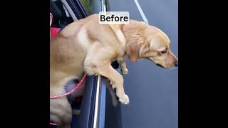 Dog Recreation with Car Seat and with Dog Car Seat #dogcarseat #dogseating