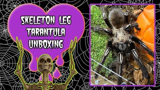 Ephebopus Murinus / Skeleton Leg Tarantula Unboxing ~ She’s a BOLTER!