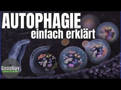 Video: Was sind Autophagie-Lysosomen?