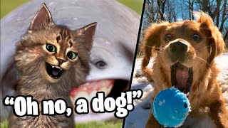 Cat Reacts To Funniest Tiktoks Do Not Laugh Challenge