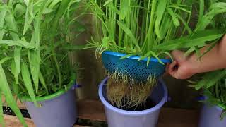 របៀបដាំត្រកួនលើទឹកងាយៗ មិនប្រើដី