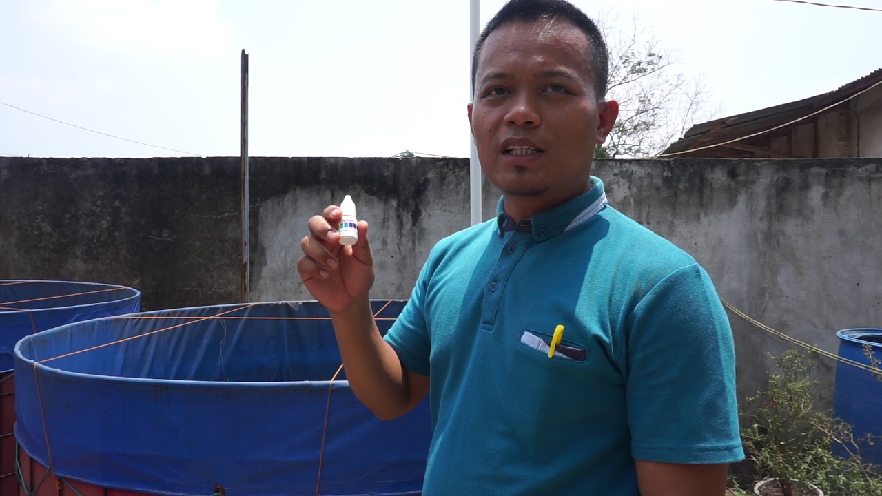 Biofloc Triple Your Harvest Using Super Intensive Method