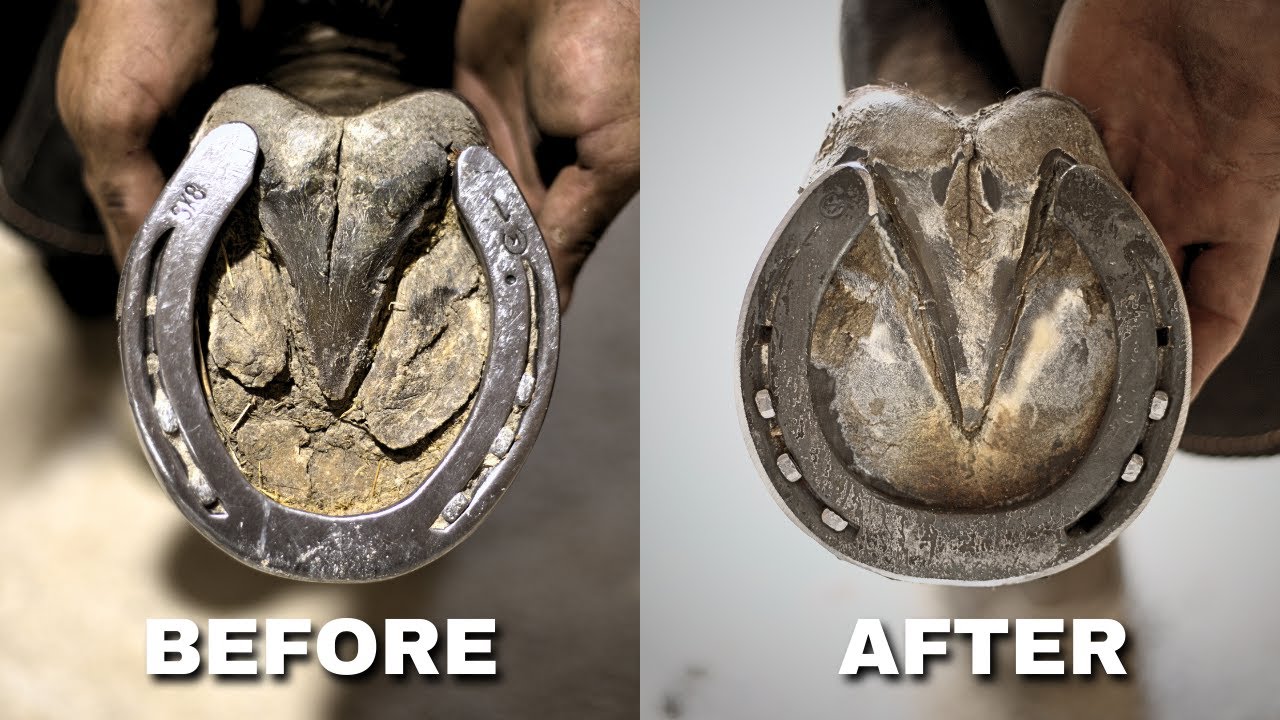 Satisfying Full Horse Hoof Restoration FARRIER ASMR YouTube