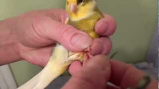 How to Clip a Canary's Nails