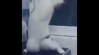 DJ Viral Kucing Bahasa Orang Gila