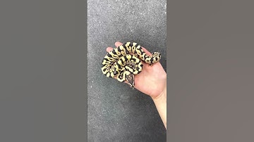 Indian Rock Python #snake #animals #raptile #Shorts #ytshorts