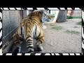 I scared the crap out of Melita | FRIGHTENED TIGER