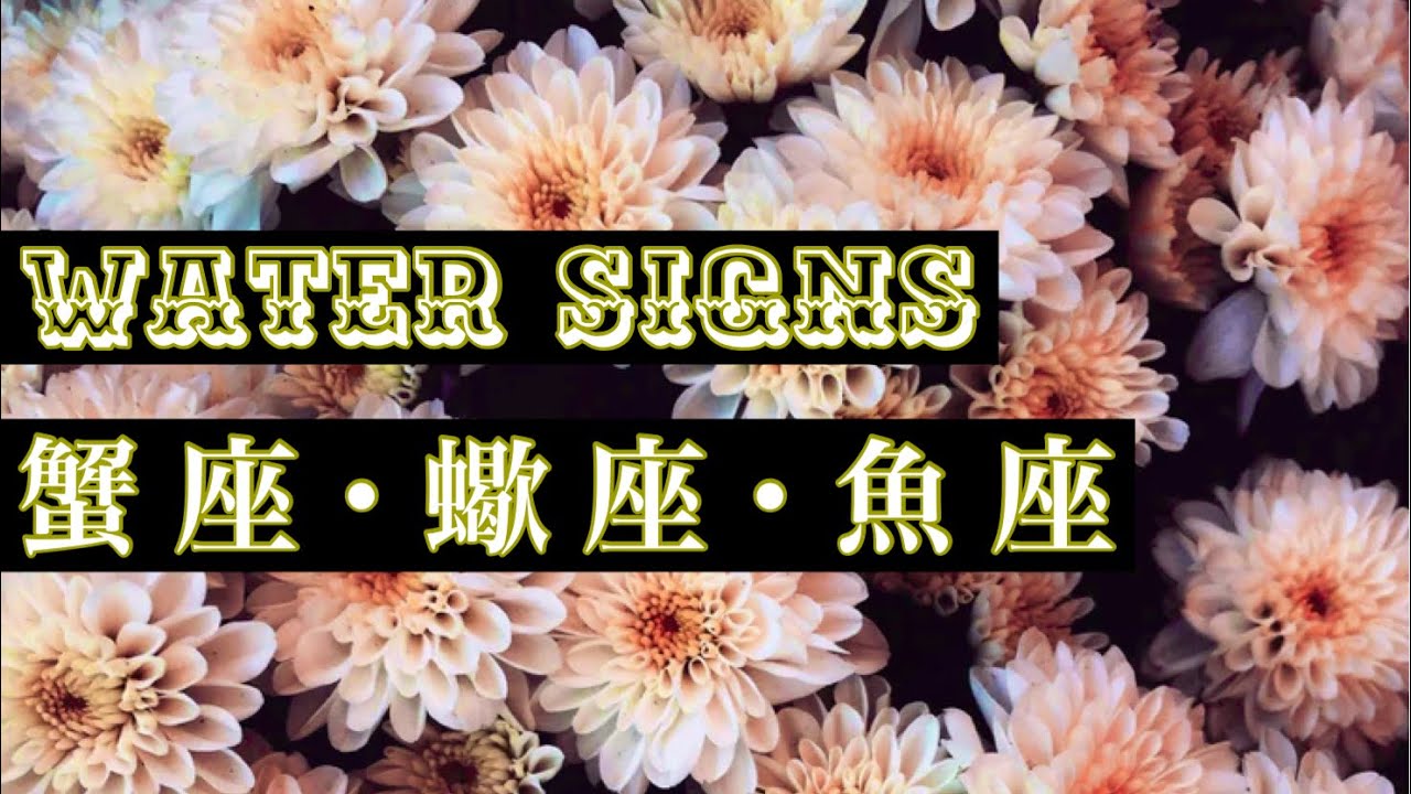 11 2 11 8 今週の蟹座 蠍座 魚座 もうあの頃の自分じゃない 成長を自覚する Water Signs 週間タロットリーディング Youtube