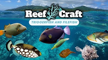 Triggerfish & Filefish: Rare Footage of These Ocean Oddities in the Wild!