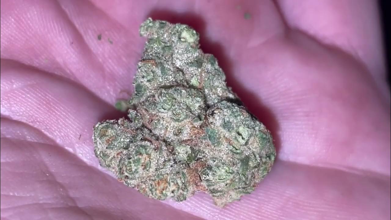 Snowball 3 26.2 THC YouTube