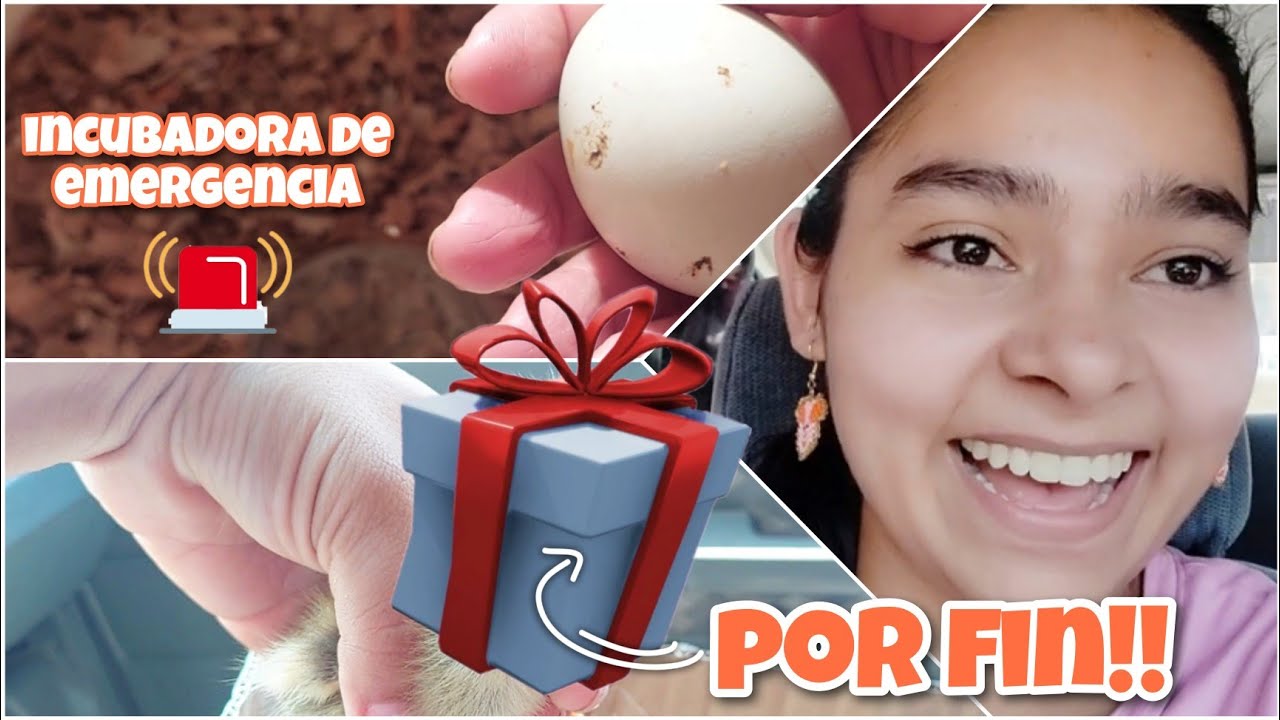 Ya nacieron los pollitos de Kikiriki 🐣+ nuevos integrantes al gallinero