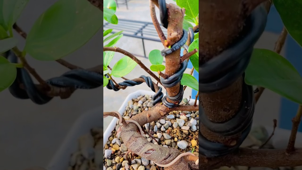 ficus bonsai