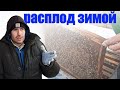 Пчеловодство для начинающих расплод пчел в феврале это нормально? Расплод у пчел зимой что делать