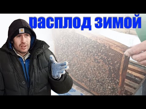 Пчеловодство для начинающих