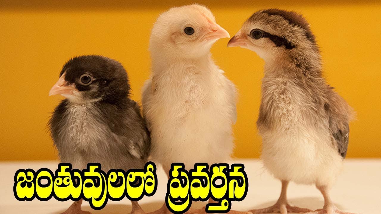 State Board Syllabus 9th Class Biology 9th Class Biology Telugu Medium Comprint Multimedia Youtube