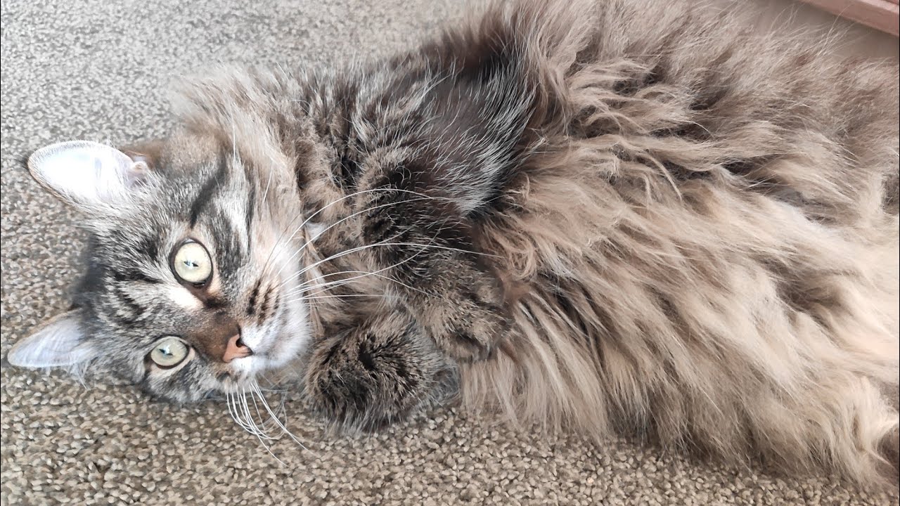 ОБРЕЗАНИЕ: МУЖСКОЕ И ЖЕНСКОЕ - YouTube