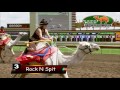 Canterbury Park Extreme Day Camel Race 7-16-16