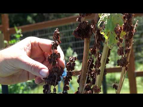 Video: Colecția de semințe de rubarbă: când să recoltați semințele din plantele de rubarbă