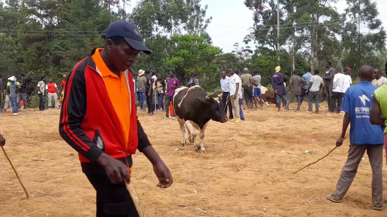 The Western battlefield 