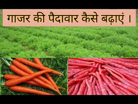 वीडियो: गाजर को कैसे और क्या खाद देना है