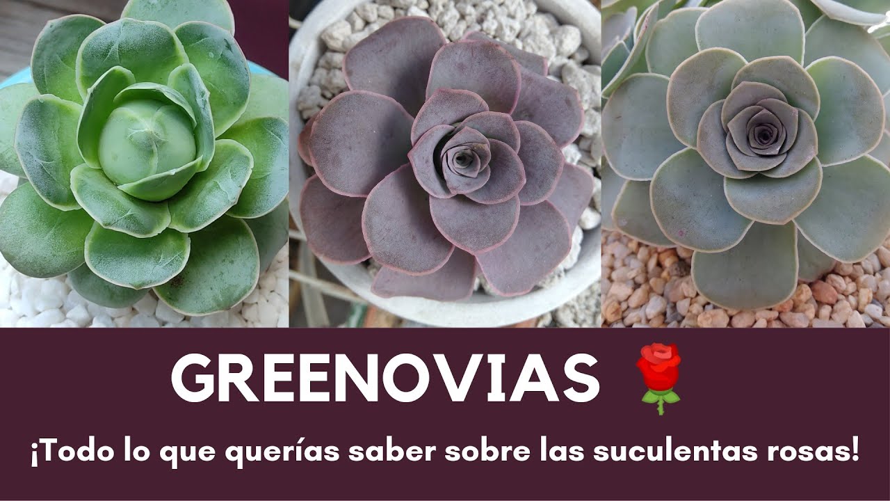 Greenovias 🌹| ¡Todo sobre las suculentas con forma de rosa! | @distritoecheveria
