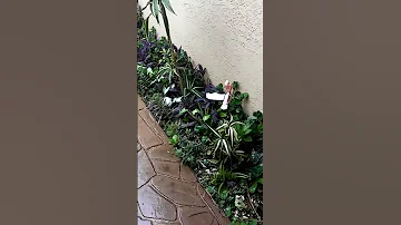 Niki Susies Purple Garden Of Pure Love 2 