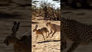 khargosh taki taki ladai 🐰🐆