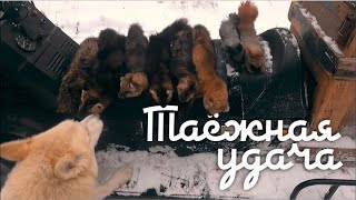 видео: Таёжная удача картинка: Таёжная удача