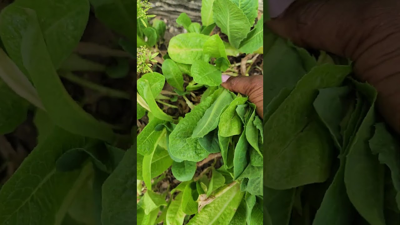 organic letus harvest: from garden to mouth 