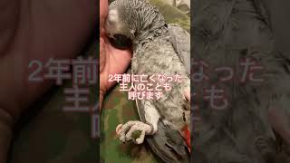 【亡き主人に仕込まれていた言葉がエグい】#インコのいる暮らし #ヨウム#ペット