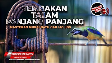 Masteran Cucak Cungkok Gacor Super Bongkar Materi Tajam dan Panjang Panjang