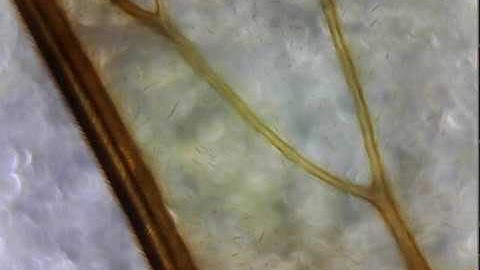 bee wing under a microscope
