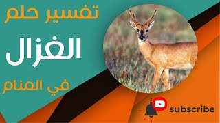 تفسير حلم الغزال - ما معنى رؤية الغزال في المنام؟