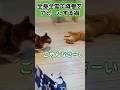 【猫アテレコ】喧嘩中に全力の降参アピールをする茶トラ猫 #元野良猫
