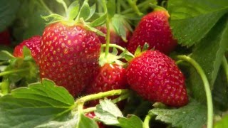 Çileğin En Doğal Hali, Tukaş Hali