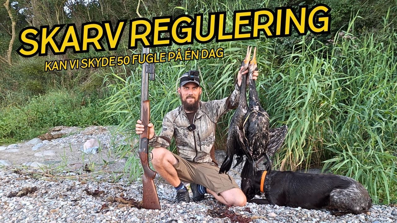 SKARV REGULERING - KAN VI SLÅ REKORDEN?? // NATURNØRD 686