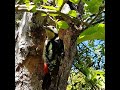 Feeding Great Spotted Woodpecker chick 28th May 2020