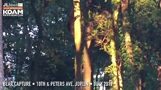 Bear captured in Joplin, July 2019 near 10th and Peters Ave; Joplin News First Archive video