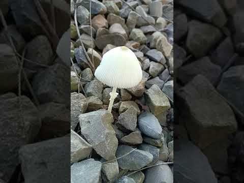 Video: What Does An Umbrella Mushroom Look Like?