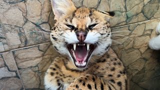 Bobcat Rufy sunbathes / Cougar teases baby goats by Raccoon TV 48,792 views 1 year ago 6 minutes, 11 seconds