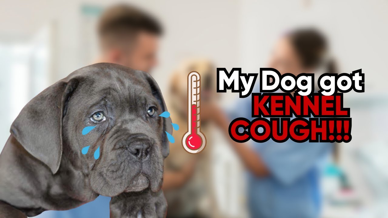 My dog got Kennel Cough 😢 Here’s what you should know 🧐 YouTube