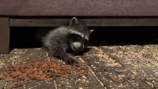 Raccoon Family  The Sidewinder and Mother